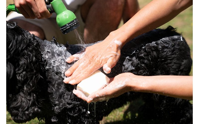 Notre shampoing solide pour animaux